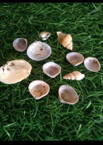 Bulk Seashells for Crafting &amp; Decor