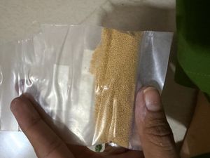 Golden Jojoba Beads