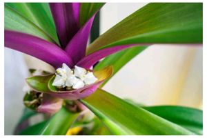 3 Set Moses in the Cradle &amp;Turtle Vine plants