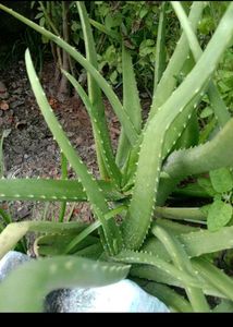 Healthy Aloe Vera Plant