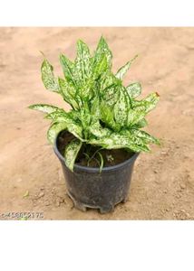 BUY ONE GET TWO Aglaonema Indoor/Outdoor Plant