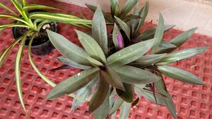 3 Set Moses Cardle, purple Heart ,Pandanus veitchi