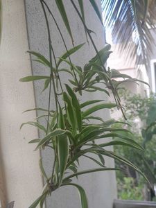 Variegated Real Plants Combo