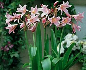 🌵 Plant Cheers Crinum Lily