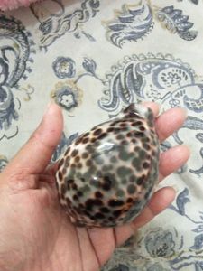 gem grade jester  and tiger cowries
