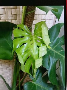 1 Monstera Plant Cutting