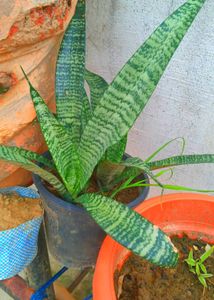 Combo Plant