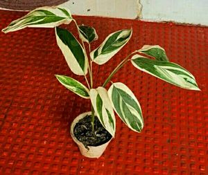 Never Neverplant