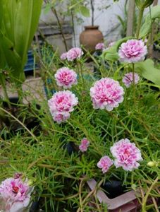 Live Double Layer Pink Portulaca (TWIGS ONLY)
