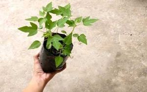 Papaya Plant