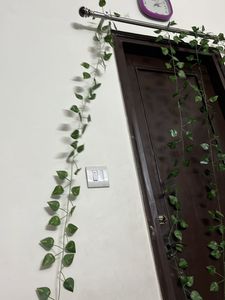 Decor Money Plan Leaves Shurb (2 Ladi )