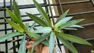Combo Moses in the Cradle Plants 🌵