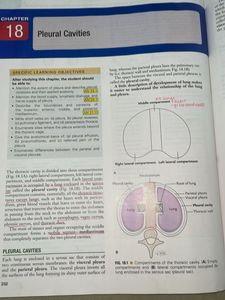 Textbook of Anatomy - Upper Limb and Thorax