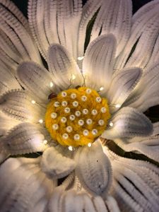 White Flower Showpiece with Lights