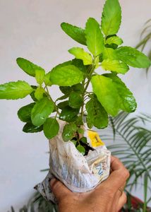 Pack 2 Tulsi &amp; Ctenanthe pilosa Plant 🪴