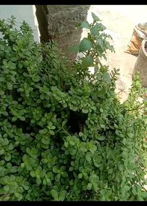 z plant,subh plant quality 1
