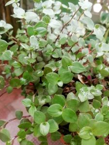 Combo Turtle Vine  &amp; Aralia Plants🌱