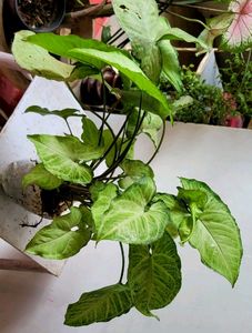 Set 4 Moses in the Cradle &amp; Arrowhead Plant🪴&amp; Pot