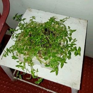 Tradescantia fluminensis plants &amp; pot
