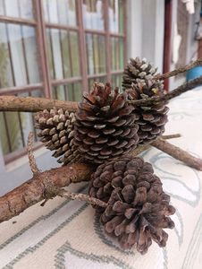 Christmas Tree Pine Cone