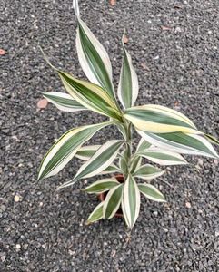 darceana reflexa