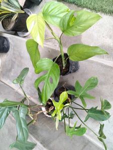 best 3 indoor plants combo