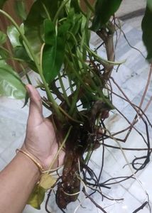 Healthy Philodendron burl marx