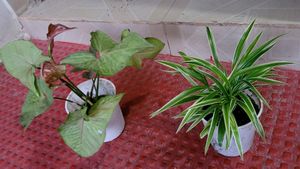 set 2 arrowhead vine &  Spider plants 🪴