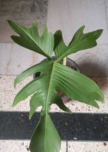 Beautiful Philodendron Florida ghost