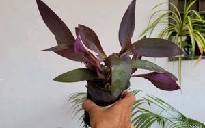 2 Set 🪴 arrowhead vine &amp; Purple Heart 🌴plants