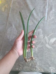 Healthy senseveria cylindrica
