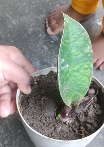 whale fin sensiveria Plant Potted