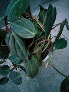 2 hanging and I climber plants combo