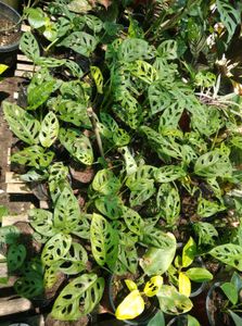 Monstera Plant