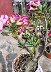 Beautiful Adenium Plants