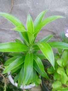 Dracaena Indoor Air Purifier Plant