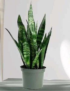 LIVE Snake Plant (Sansevieria) Green banded