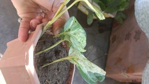 Beautiful Manjula Pothos Plant