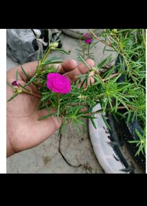 4 Plant 1 Seed