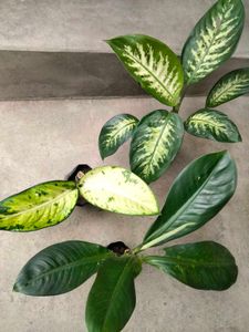 3 varities  dieffenbachi,Indoor Plants combo