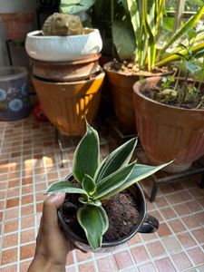 Snake Plant in Decorative Pot