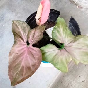 Mix Plants (5 Varieties)
