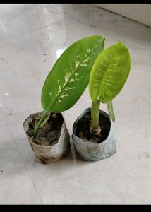Mogra Plant &amp; 3plant Combo