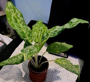 Aglaonema Pearl  Plant 🌵&amp; Pot