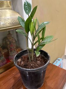 ZZ Plant in Black Pot