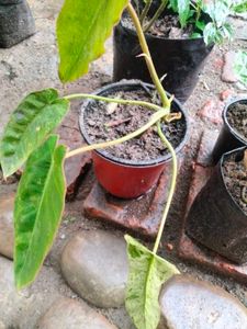 varigated habiscus(red flower) ,philo and snygo