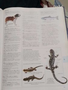 Illustrated Oxford Dictionary