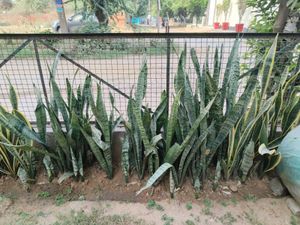 LIVE Snake Plant (Sansevieria) Green banded
