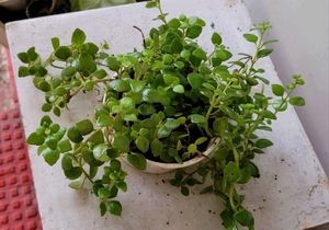 Pack 2 Tradescantia fluminlensis &amp; Pilea Depressa