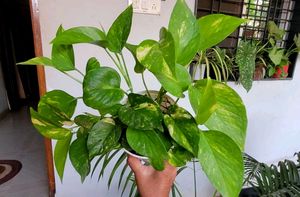 Set 2 Evergreen Money &amp; Arrowhead Plant &amp; Pot